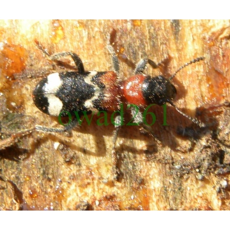 Thanasimus formicarius (Linnaeus, 1758) Przekrasek mróweczka